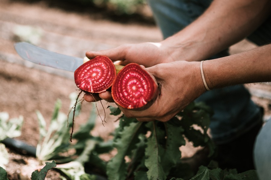 Beetroot-autumnwintergardensblog