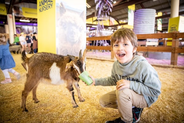 Ekka animals