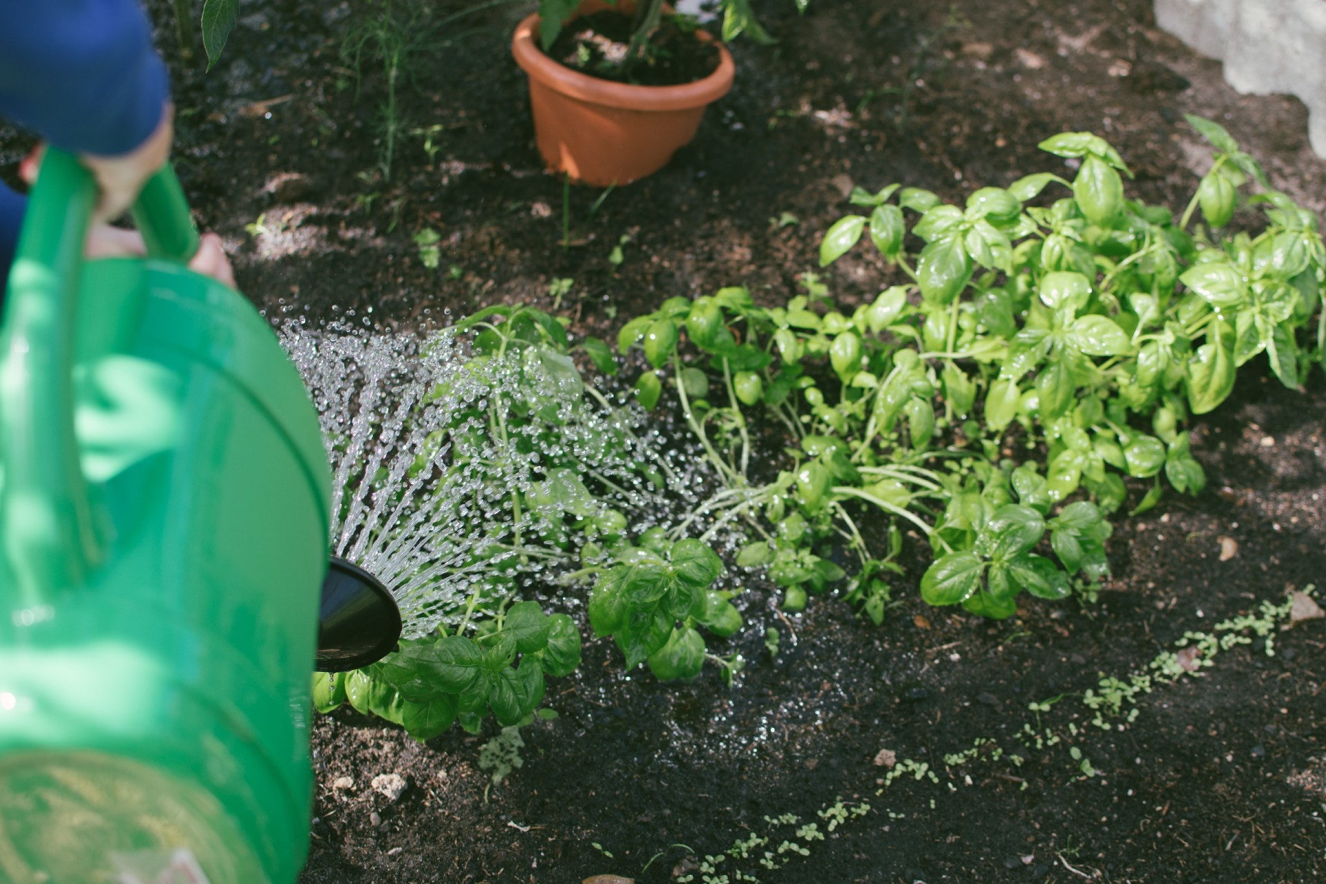 Gardening-unsplash-blog-story