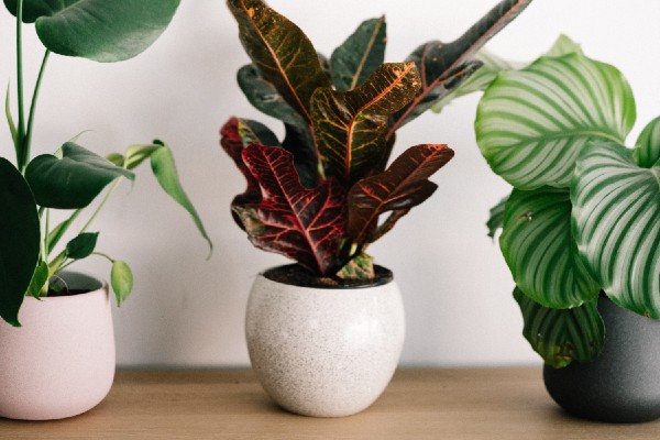 trio of plants on a bench