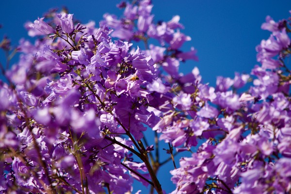 Where to find Brisbane’s most beautiful jacarandas