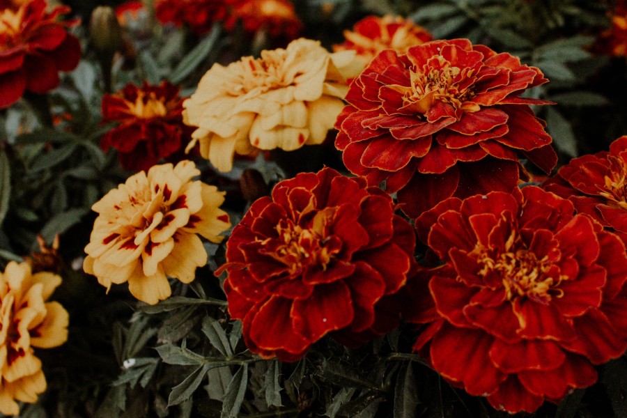 Marigolds-autumnwintergardensblog