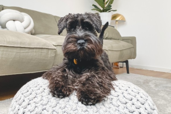 A quick landlords’ guide to accepting pets in your rental property