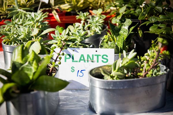 Plants