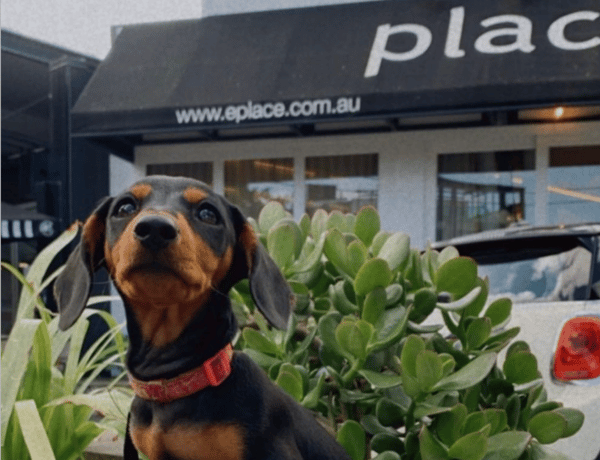 A guide to bringing your pet into the office