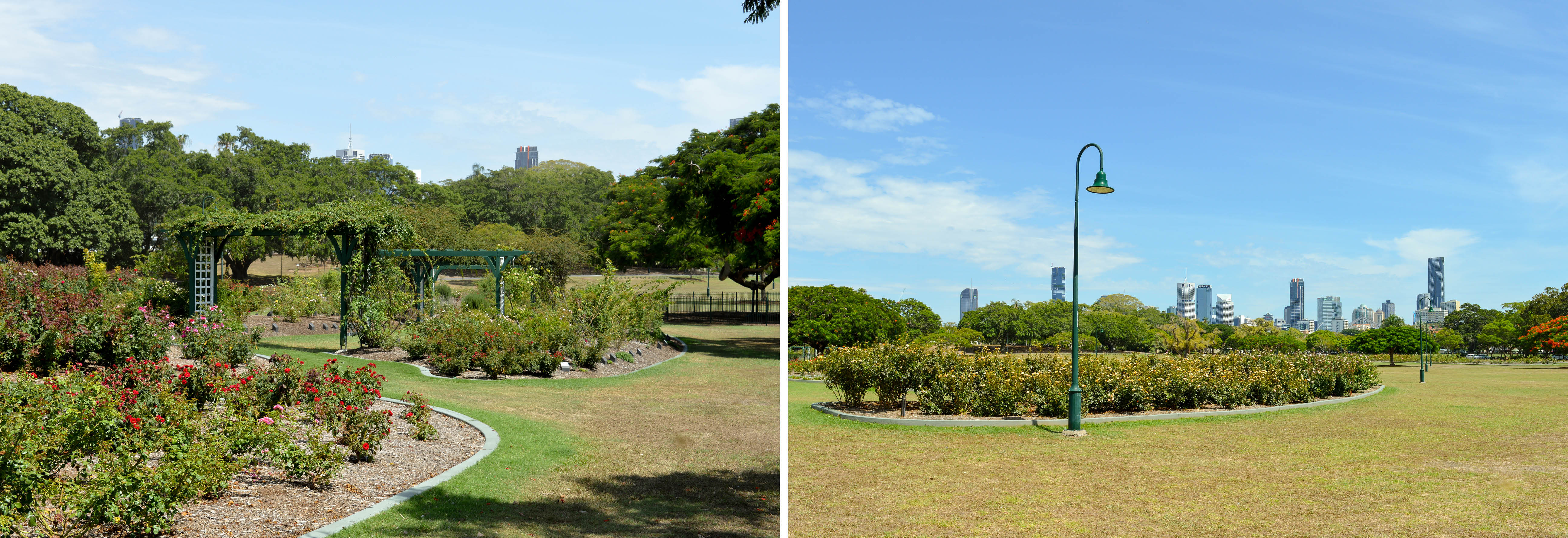 New Farm Park rose garden and views over the park to the Brisbane skyline