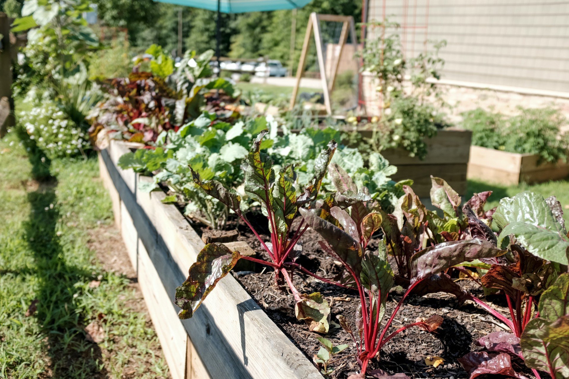 Vegetable-garden-blog-story-unsplash