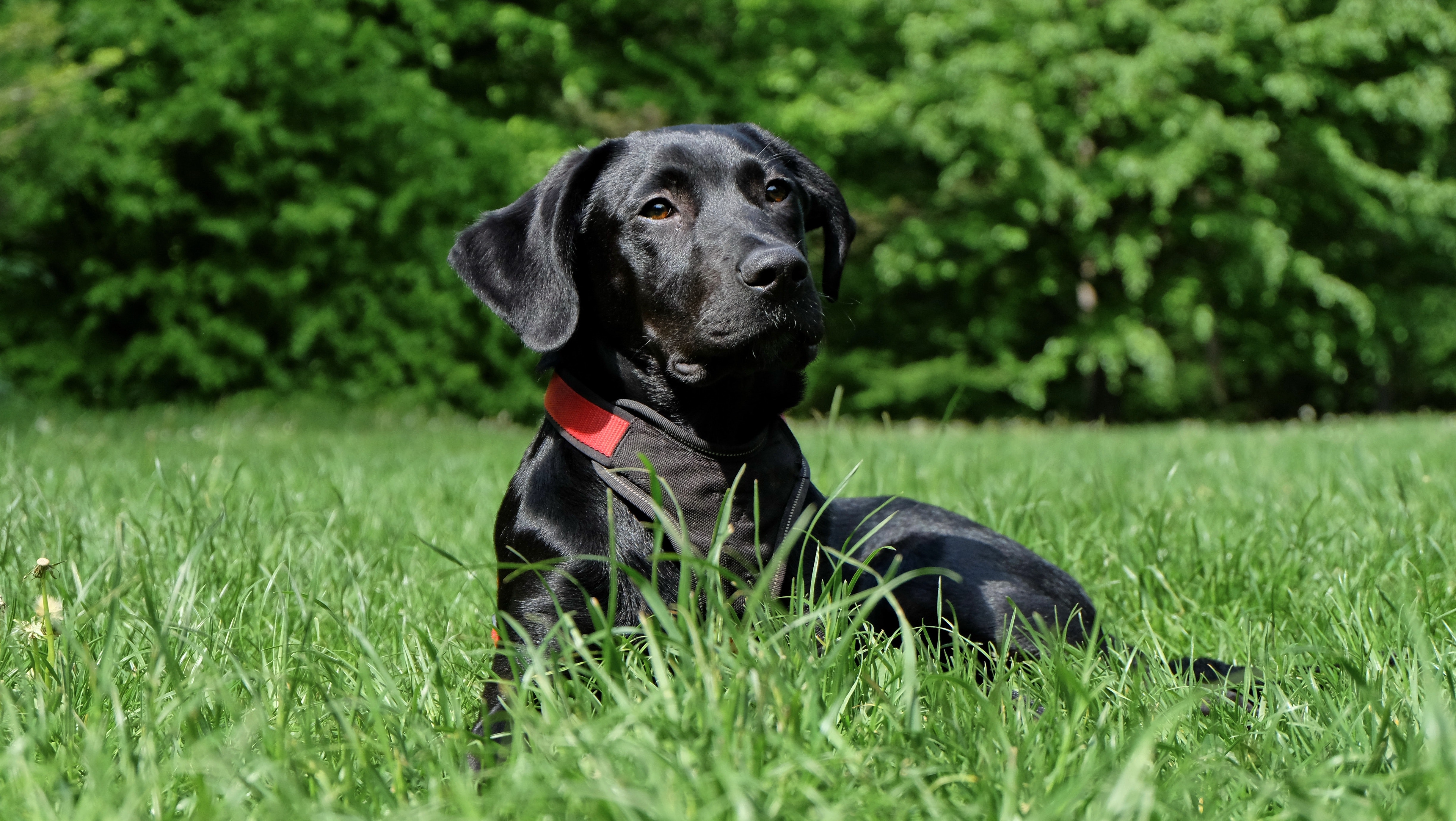 animal-black-breed-162149