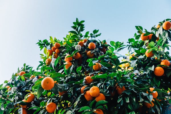 ashim-d-silva-65719-unsplash