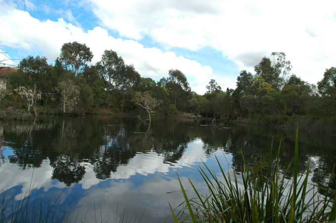 bowies-flat-wetland-coorparoo-(1)