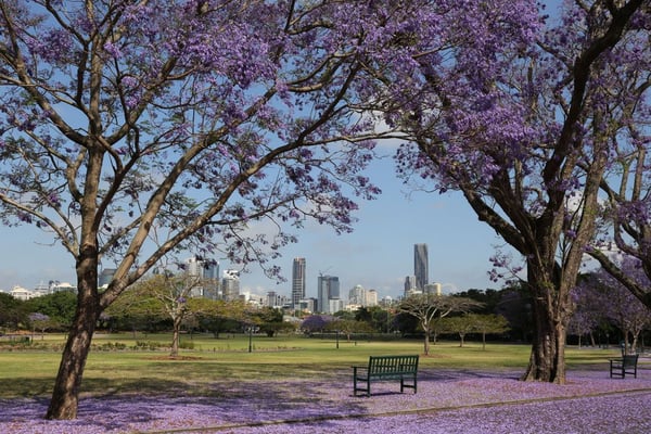 new-farm-park-with-brisbane-skyline-in-the-background_photosbyfarr