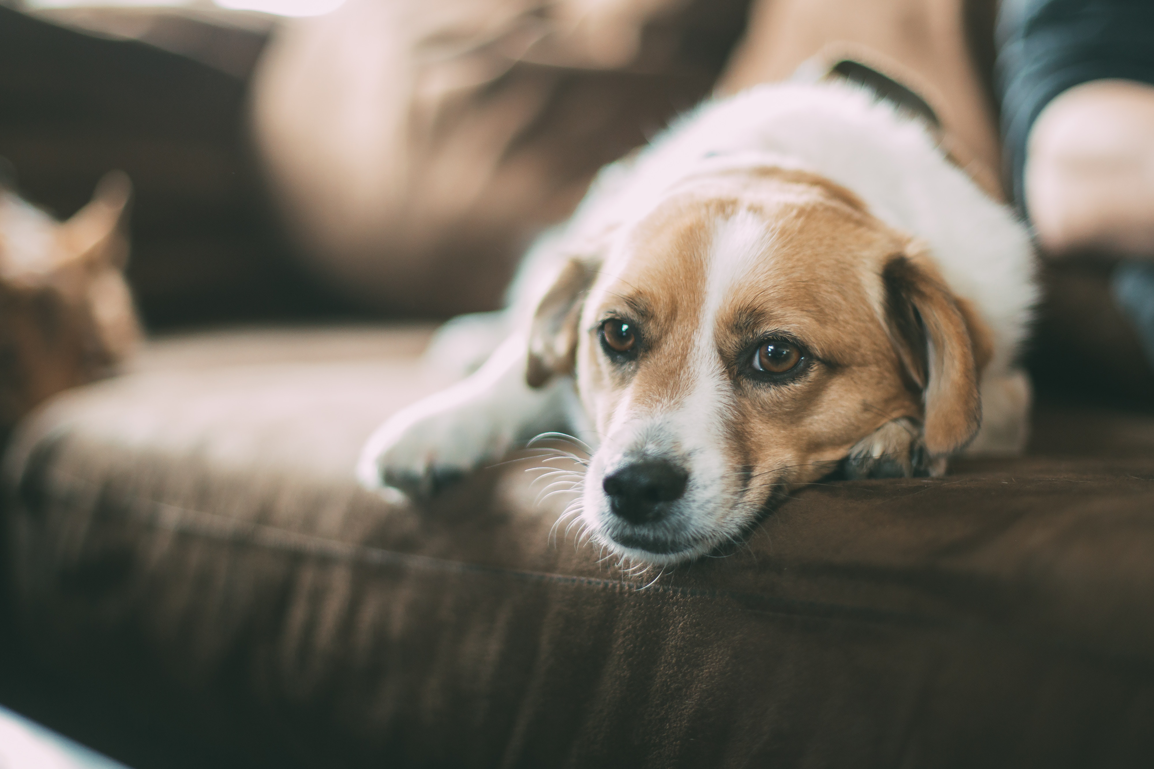 pet dog on couch