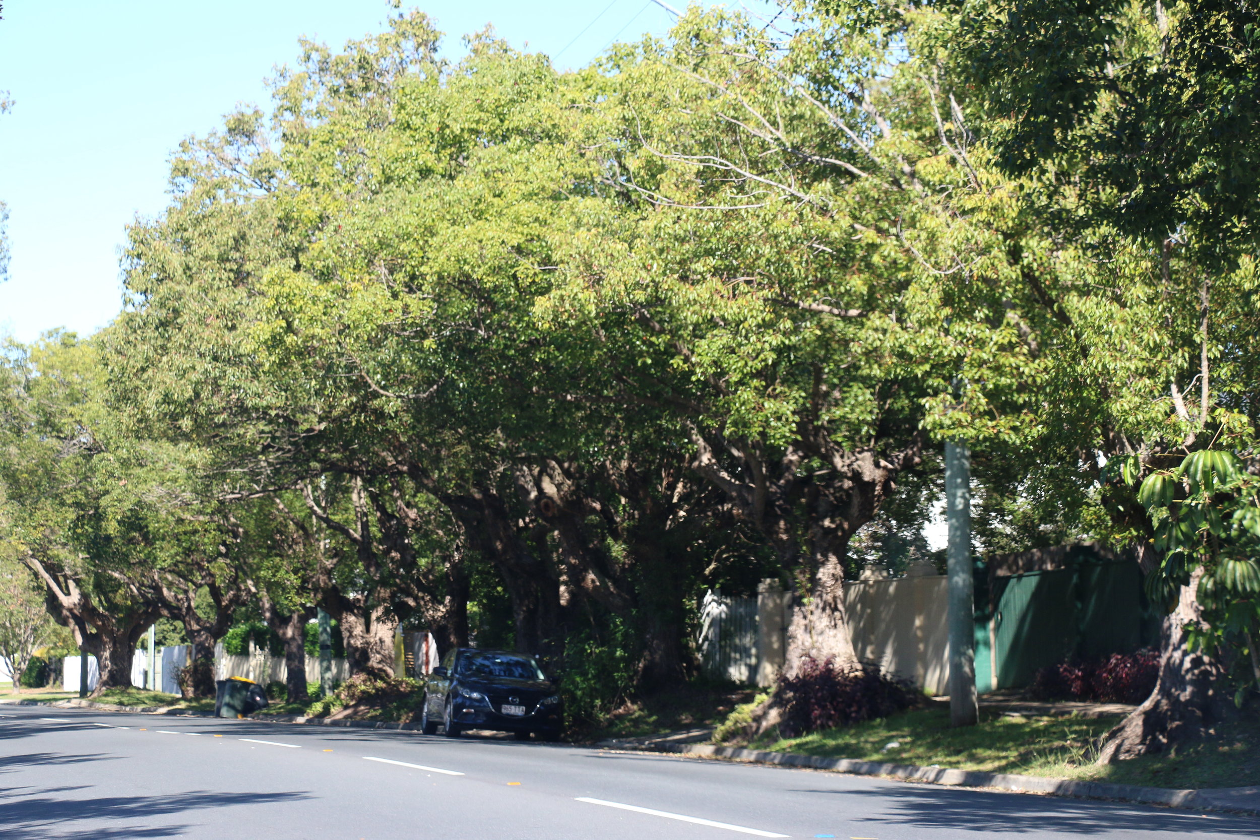 The trees have grown up along Honour Avenue, Graceville.