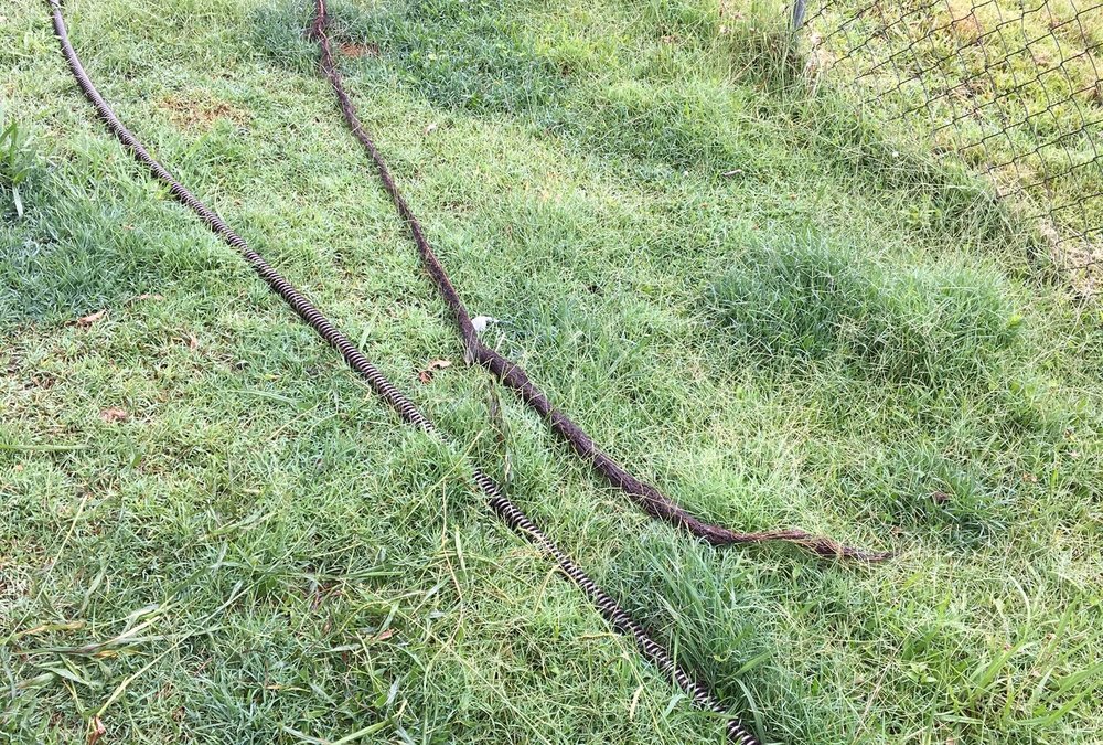  Tree root found in pipe. Photo: One2One Plumbing 